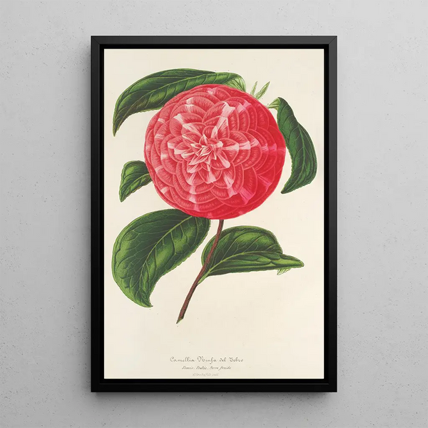 Camellia Ninfa del Tebro - Charles Antoine Lemaire — framed artwork on a wall