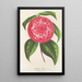 Reproduction of the painting Camellia Petazzi - Charles Antoine Lemaire