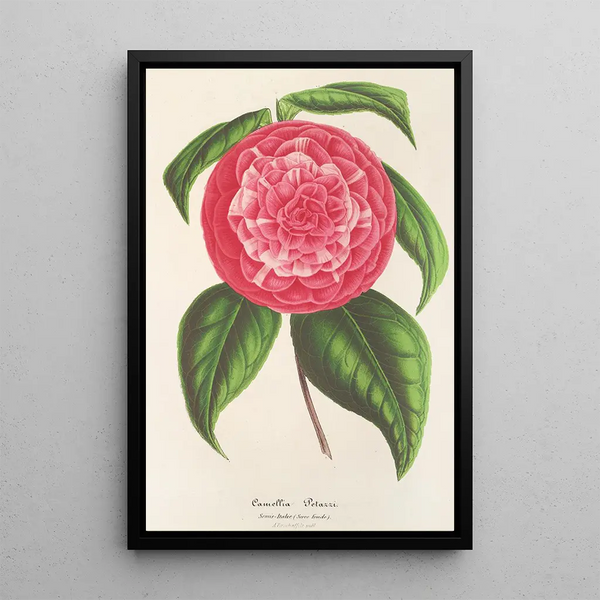 Reproduction of the painting Camellia Petazzi - Charles Antoine Lemaire