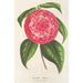 Reproduction of the painting Camellia Petazzi - Charles Antoine Lemaire