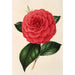 Camellia Poldina Vanturi - Charles Antoine Lemaire — artwork view