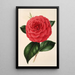 Camellia Poldina Vanturi - Charles Antoine Lemaire — framed artwork on a wall