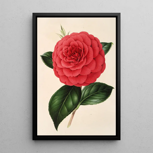 Camellia Poldina Vanturi - Charles Antoine Lemaire — framed artwork on a wall