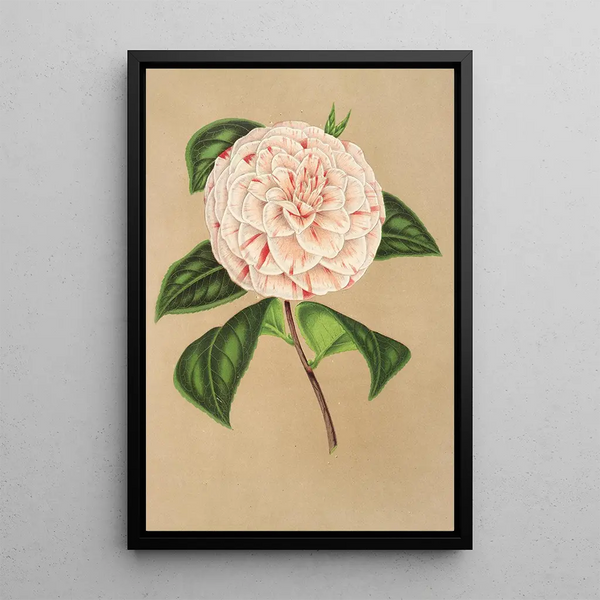 Reproduction of the painting Camellia Princess Clotilde - Charles Antoine Lemaire