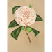 Reproduction of the painting Camellia Princess Clotilde - Charles Antoine Lemaire