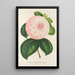 Reproduction of the painting Camellia Queen of Beauties - Charles Antoine Lemaire