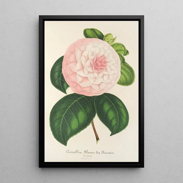 Reproduction of the painting Camellia Queen of Beauties - Charles Antoine Lemaire