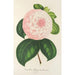 Reproduction of the painting Camellia Queen of Beauties - Charles Antoine Lemaire
