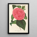 Camellia Roma risorta - Charles Antoine Lemaire — framed artwork on a wall