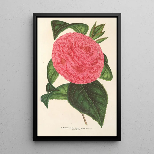 Camellia Roma risorta - Charles Antoine Lemaire — framed artwork on a wall