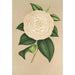 Camellia Sangalli - Charles Antoine Lemaire — artwork view