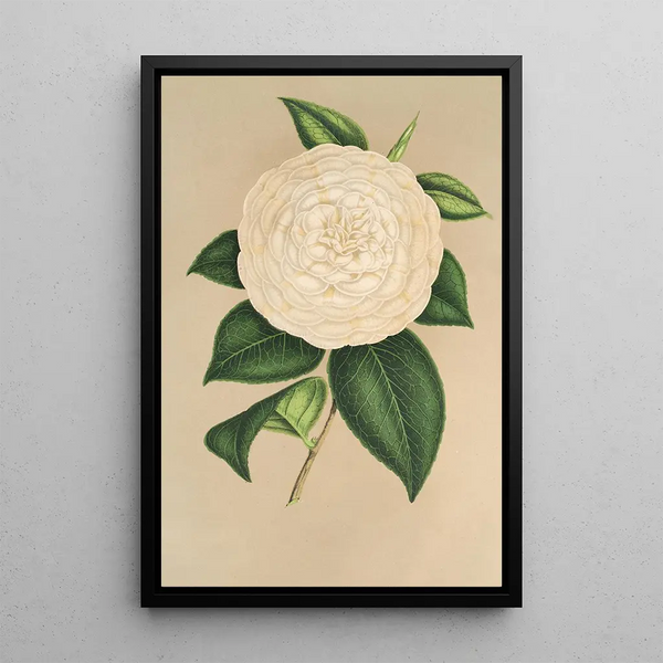 Camellia Sangalli - Charles Antoine Lemaire — framed artwork on a wall