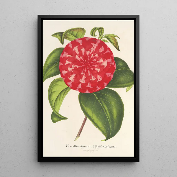 Reproduction of the painting Camellia Souvenir d'Émile Defresne - Charles Antoine Lemaire