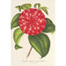 Reproduction of the painting Camellia Souvenir d'Émile Defresne - Charles Antoine Lemaire