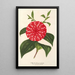 Reproduction of the painting Camellia Stella Polare - Charles Antoine Lemaire
