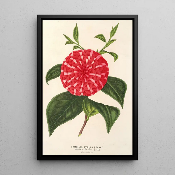 Reproduction of the painting Camellia Stella Polare - Charles Antoine Lemaire