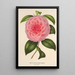 Reproduction of the painting Camellia Teresita Canzio Garibaldi - Charles Antoine Lemaire