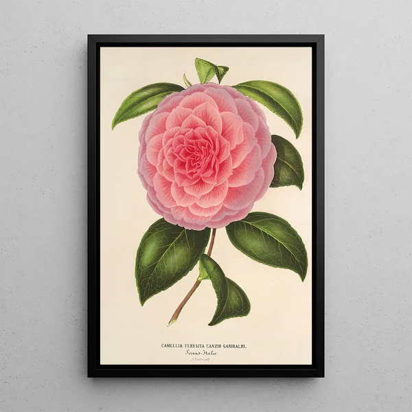 Reproduction of the painting Camellia Teresita Canzio Garibaldi - Charles Antoine Lemaire
