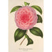 Reproduction of the painting Camellia Teresita Canzio Garibaldi - Charles Antoine Lemaire