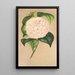 Camellia Vesillo dell'Arno - Charles Antoine Lemaire — framed artwork on a wall