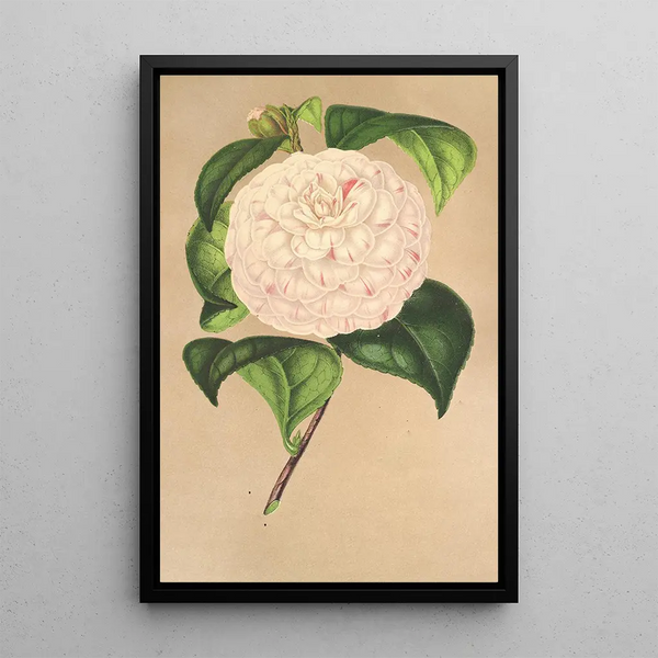 Camellia Vesillo dell'Arno - Charles Antoine Lemaire — framed artwork on a wall