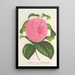 Reproduction of the painting Camellia Vicomte de Nieuland - Charles Antoine Lemaire