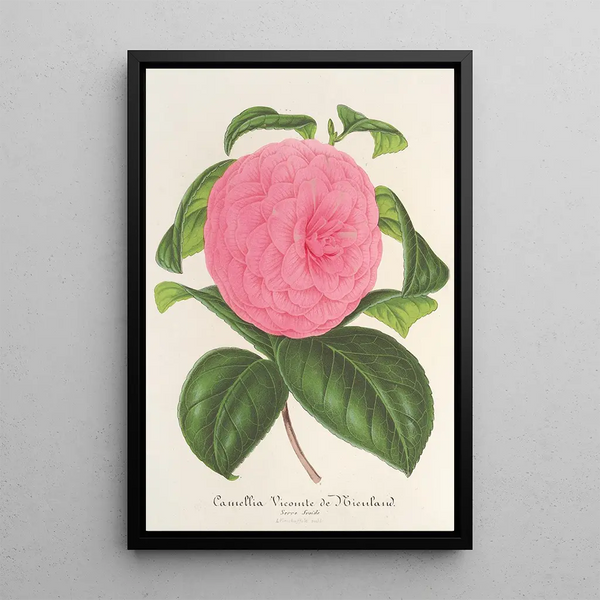 Reproduction of the painting Camellia Vicomte de Nieuland - Charles Antoine Lemaire