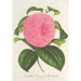 Reproduction of the painting Camellia Vicomte de Nieuland - Charles Antoine Lemaire