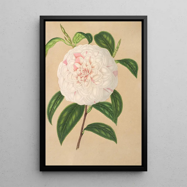 Camellia Virginia Franco - Charles Antoine Lemaire — framed artwork on a wall