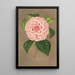 Reproduction of the painting Camellia Vittorio Emmanuele II - Charles Antoine Lemaire