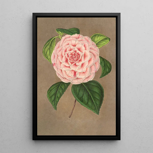 Reproduction of the painting Camellia Vittorio Emmanuele II - Charles Antoine Lemaire