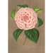 Reproduction of the painting Camellia Vittorio Emmanuele II - Charles Antoine Lemaire