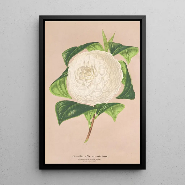 Reproduction of the painting Camellia alba ornatissima - Charles Antoine Lemaire