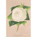 Reproduction of the painting Camellia alba ornatissima - Charles Antoine Lemaire