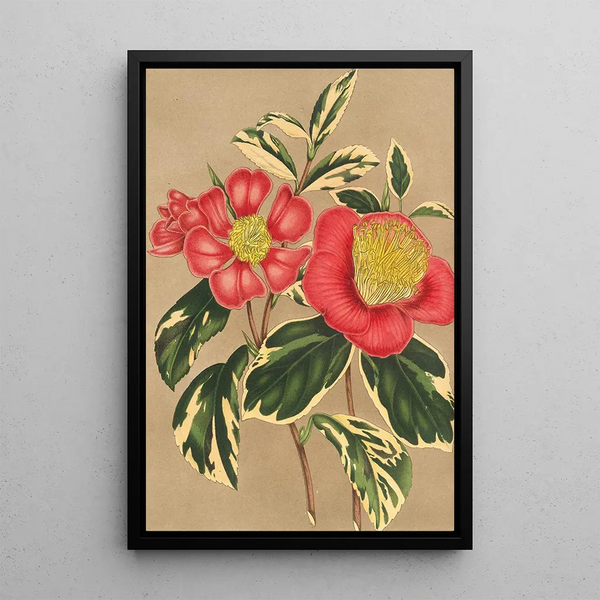 Reproduction of the painting Camellia japonica sesanqua - Charles Antoine Lemaire