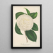 Reproduction of the painting Camellia planipetala - Charles Antoine Lemaire