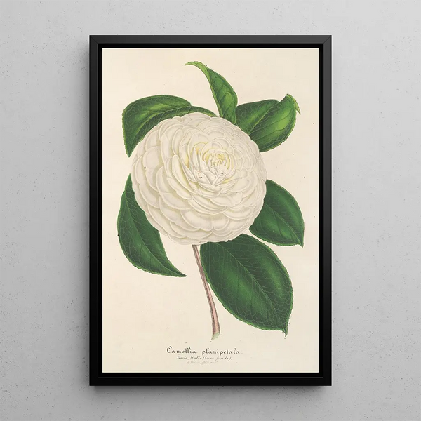Reproduction of the painting Camellia planipetala - Charles Antoine Lemaire