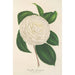Reproduction of the painting Camellia planipetala - Charles Antoine Lemaire