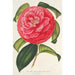 Camellia reticulata var. flore pleno - Charles Antoine Lemaire — artwork view