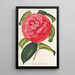 Camellia reticulata var. flore pleno - Charles Antoine Lemaire — framed artwork on a wall