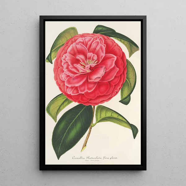Camellia reticulata var. flore pleno - Charles Antoine Lemaire — framed artwork on a wall