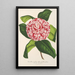 Reproduction of the painting Camellia tricolor imbricata plena - Charles Antoine Lemaire