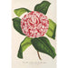 Reproduction of the painting Camellia tricolor imbricata plena - Charles Antoine Lemaire