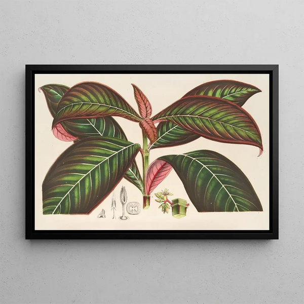 Campylobotrys ghiesbreghtii - Charles Antoine Lemaire — framed artwork on a wall
