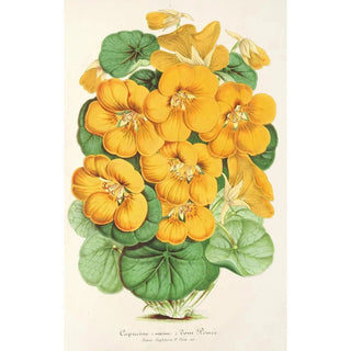 Charles Antoine Lemaire - Capucine Tom Pouce.webp