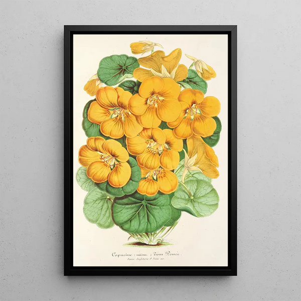 Capucine Tom Pouce - Charles Antoine Lemaire — framed artwork on a wall