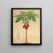 Carica erythrocarpa - Charles Antoine Lemaire — framed artwork on a wall