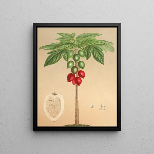 Carica erythrocarpa - Charles Antoine Lemaire — framed artwork on a wall