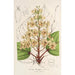 Catalpa Kaempferi - Charles Antoine Lemaire — artwork view