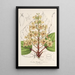Catalpa Kaempferi - Charles Antoine Lemaire — framed artwork on a wall